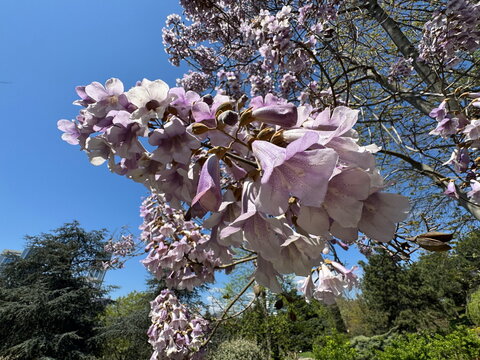 Paulownia tomentosa (Princess Tree, Empress Tree, Foxglove Tree) blooming with fragrant lavender-pink flowers against a clear blue sky showcasing an elegant spring canopy and ornamental spring beauty.