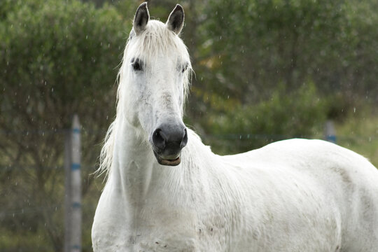 Hermoso Caballo  Blanco en el campo