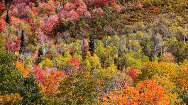 Colorful fall foliage covering mountain forest slope