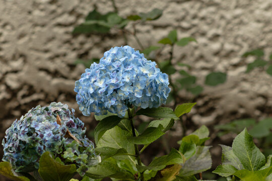 Linda flor azul en forma de copo 