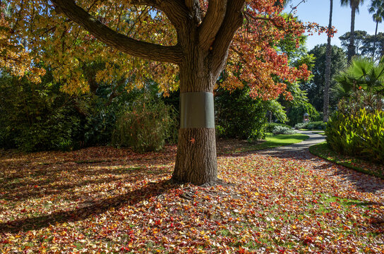 Autumn scenery in Williamstown Botanic Gardens showing vibrant fallen leaves covering the ground around a mature deciduous tree with a metal possum guard attached to its trunk in Melbourne, Australia.