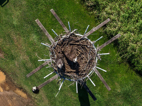 Aerial downward view of an Eastern Osprey nesting platform, showing the elevated artificial structure and nest used by the coastal bird of prey in Australia.