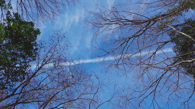 Vapor trail moving across the blue sky seen through bare tree branches in winter