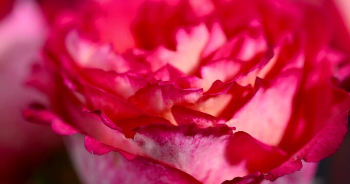 Pink petals of a garden rose on a dark background, delicate terry petals of an opening rose bud are shot with a blurred foreground, red rose