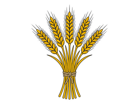 Six golden wheat stalks tied vector illustration, detailed grain bundle