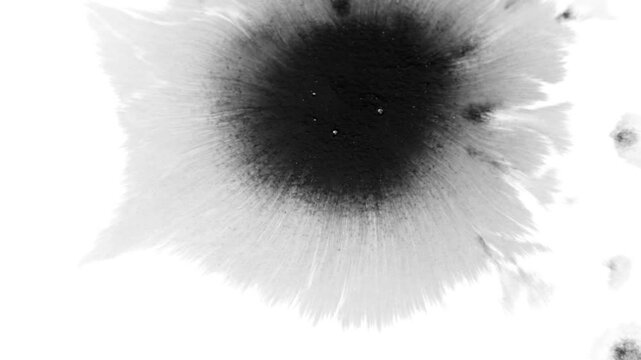 Black Ink Bloom on White Background, Abstract Diffusion and Ink Reveal Animation