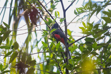 Obraz premium Male Blue-crowned Trogon (Trogon curucui) Perched in the Brazilian Pantanal