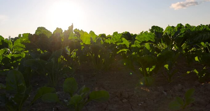 Young beetroot plant sprouts with green leaves on farm field, small organic beet vegetable bushes growing in dry ground dirt beds outdoors