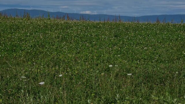 Highland grassland landscape with a group of wind turbines standing above distant mountain ranges in the background.