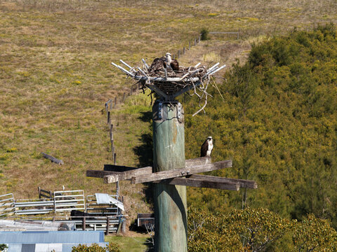 Aerial view of an Eastern Osprey perched in its nest on an elevated nesting platform, showing the Australian bird of prey resting among nesting material in its surrounding natural habitat.