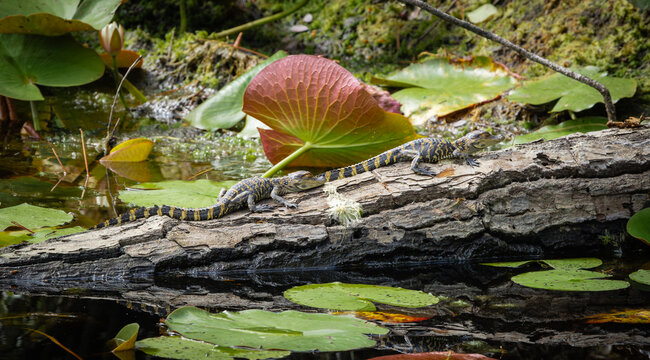 Baby Alligators on the side of a canal at Okefenokee Swamp Park in Folkston Georgia.