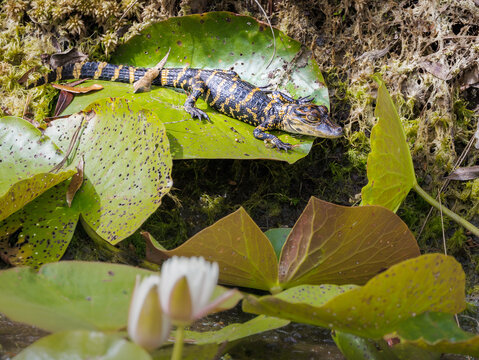Baby Alligators on the side of a canal at Okefenokee Swamp Park in Folkston Georgia.
