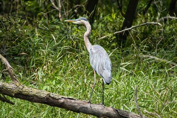Obraz premium On a sunny summer day, a Great Blue Heron perches on a log in a forest pond beside the Des Plaines River Trail in Lake County, IL.