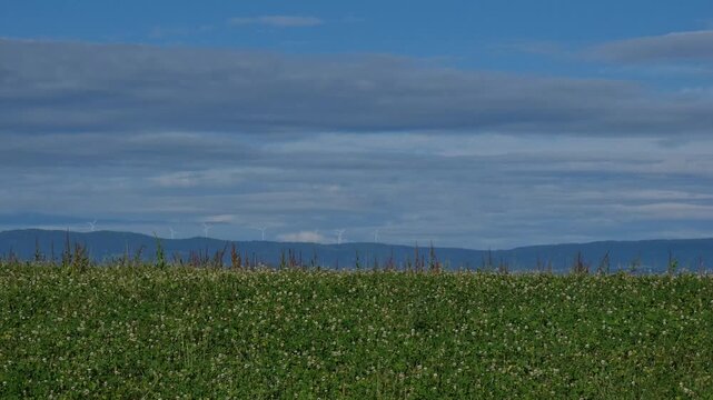 Highland grassland landscape with a group of wind turbines standing above distant mountain ranges in the background.