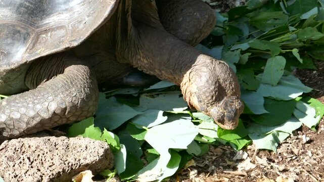 Galapagos giant tortoise eating leaves head close-up