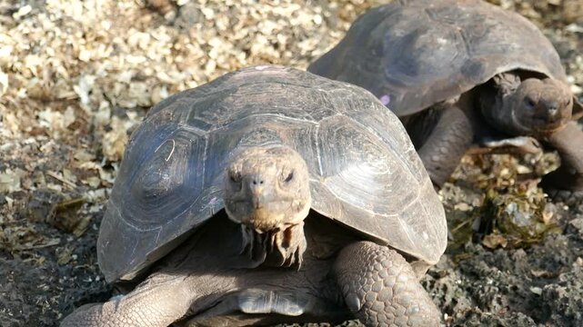 Young Galapagos giant tortoise looking around in conservation center