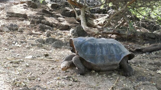 Saddleback Galapagos giant tortoise resting then opening and closing mouth