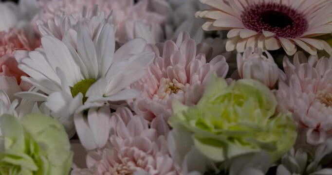 White chamomile chrysanthemum head inside festive gift box, organic chrysanthemum flowers mixed with light green carnation