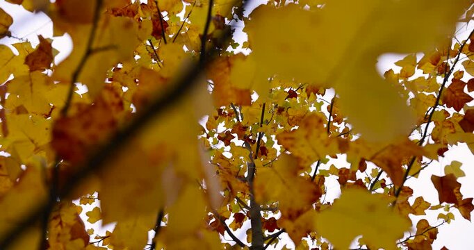 the foliage of deciduous trees is yellow in cloudy weather in the middle of autumn before the fall of leaves, beautiful multicolored foliage of a tree against a gray sky in October