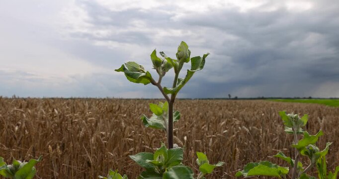 Green weed burdock against wheat field background, lonely wild weed with large leaves grows among ripe cereals under cloudy sky, floral