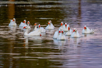 Flock of domestic white geese swimming in Sunset Park lake © PhotoSpirit