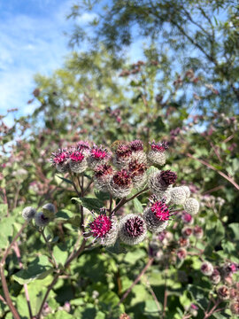 Woolly burdock wildflowers in summer field. Close up photo of blooming Arctium tomentosum or downy burdock purple flowers. Wild medicinal plant in nature. Seasonal herb is pollinated by bees