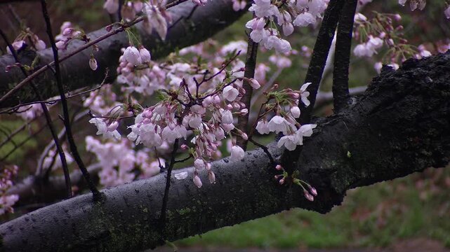 Close-up of cherry blossoms and tree trunk wet with rain drops in spring