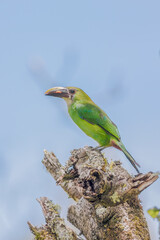 Naklejka premium A southern emerald toucanet with something in the bill