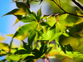 green maple leaves in summer