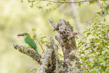 Naklejka premium A southern emerald toucanet with something in the bill