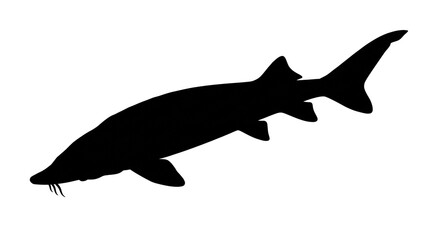 Fototapeta premium Sturgeon fish silhouette, black aquatic animal profile on white background, prehistoric river fish icon for fishing and nature design