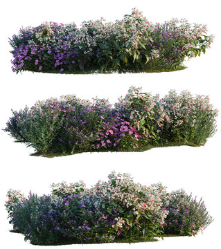 Catharanthus roseus, Clerodendrum thomsonae and Cuphea tree shrub, plant bush, cutout, isolate transparent background