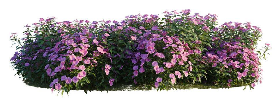 Catharanthus roseus tree shrub, plant bush, cutout, isolate transparent background, Dense purple flowering bush on a lawn with a clean background for graphic design and landscaping.