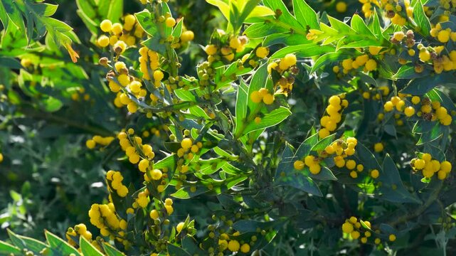 Yellow wattle blooms (Acacia glaucoptera / Flat Wattle) displaying globular flower heads and distinctive winged phyllodes. Native Australian flora and spring garden blossoms.