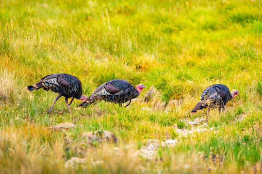 Wild turkey foraging along Baker Creek Loop trail