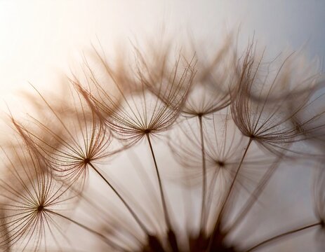 Delicate Dandelion Seed Head Macro Close-up