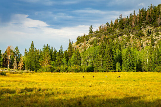 Lush forest meadow along Baker Creek Loop trail