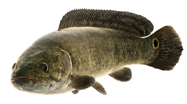 Freshwater bowfin fish isolated on white background. Amia calva predatory fish species. Mudfish with long dorsal fin and scales.