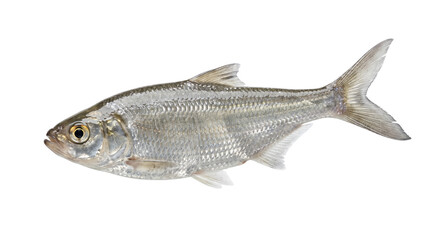 Naklejka premium Fresh Silver Bream Fish Isolated on White, Raw European Seafood Concept, Glossy Scales and Golden Eye, Aquatic Food Ingredient