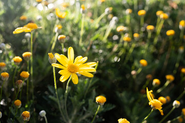 Fototapeta premium yellow flowers in spring field 