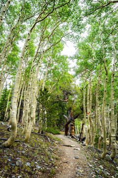 Quaking aspen trees along high elevation mountain trail