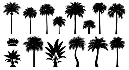 Fototapeta premium Palm Tree Silhouettes, Black Tropical Tree Set, Vector Outline Collection, Coconut Trees, Exotic Vegetation, Summer Design Element