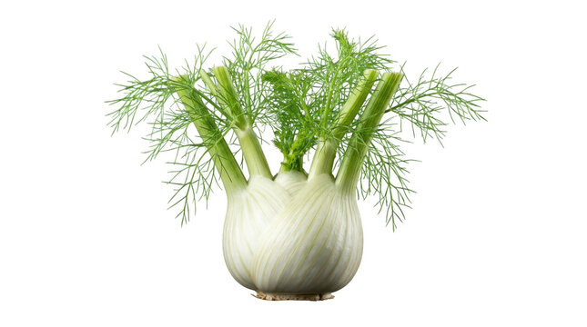 Fresh fennel bulb with green stalks and feathery fronds isolated on transparent background