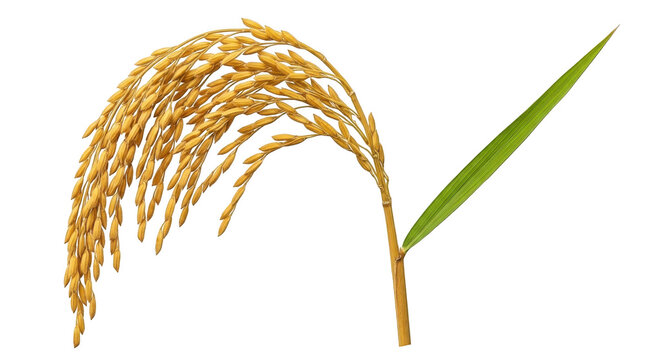 Golden rice stalk with grains and a single green leaf isolated on transparent background
