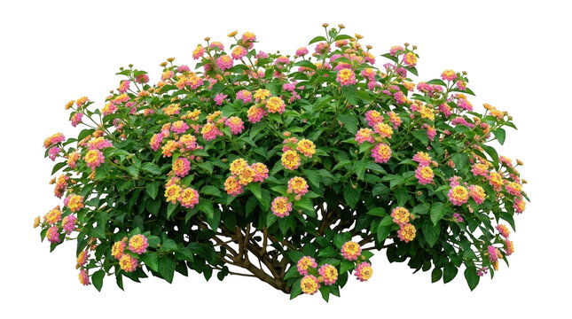 Lantana camara shrub with colorful yellow and pink flowers isolated on transparent background