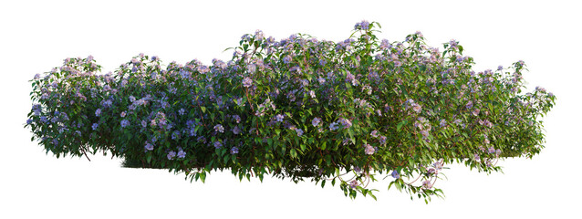Naklejka premium Melastoma affine tree shrub, plant bush, cutout, isolate transparent background, Lush flowering shrub with purple blooms on a transparent background for design elements.