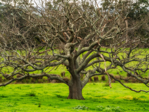Massive Ancient Spreading Oak Tree