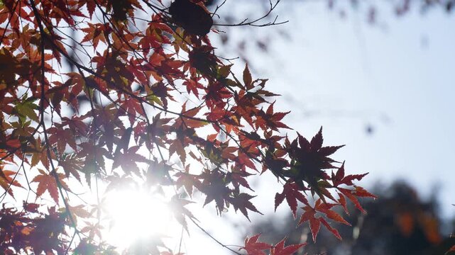 紅葉を逆光で撮影した4Kスローモーション動画