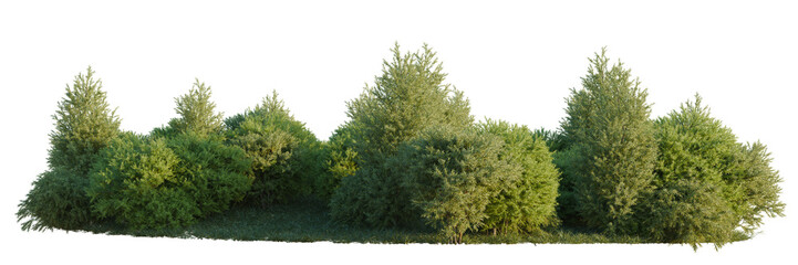 Sabina pingii tree shrub, plant bush, cutout, isolate transparent background, Dense Green Trees Line, Lush Foliage Border - Natural Landscape Element for Design
