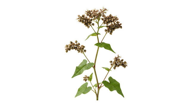 Burdock plant branch with dried seed heads and green leaves isolated.